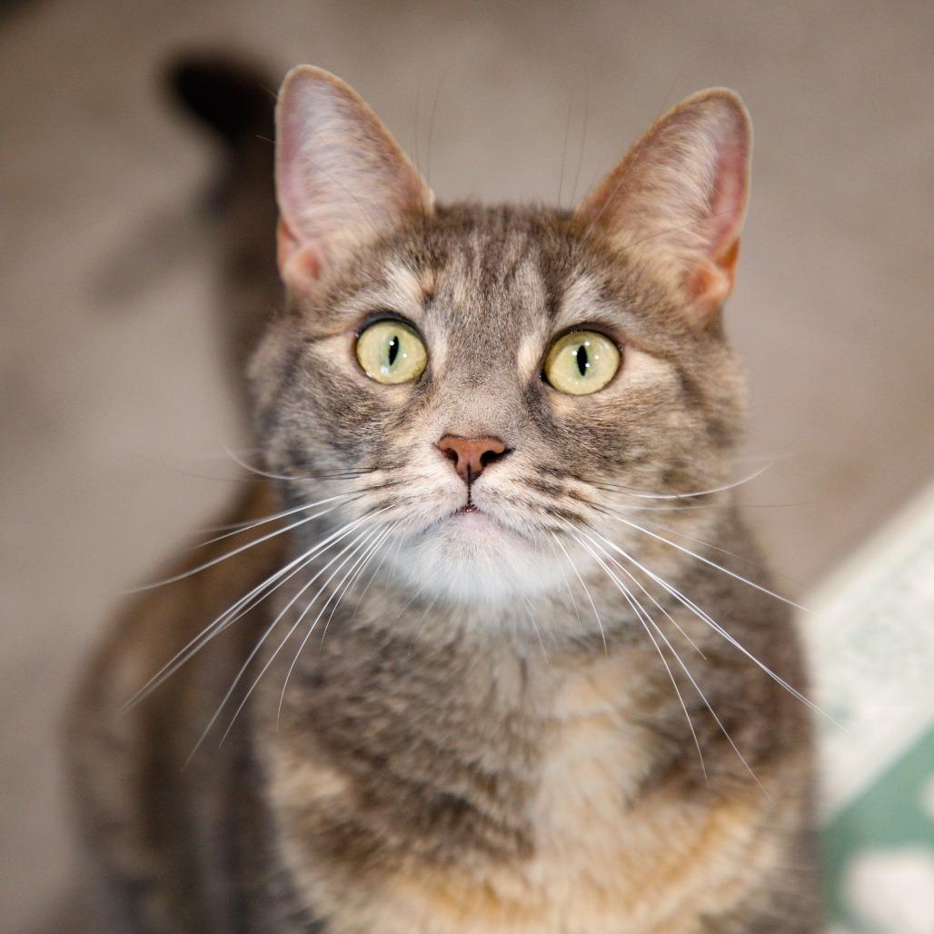 Enlarge Nala 2, a Adoptable mixed breed in Tampa, FL image 5/6