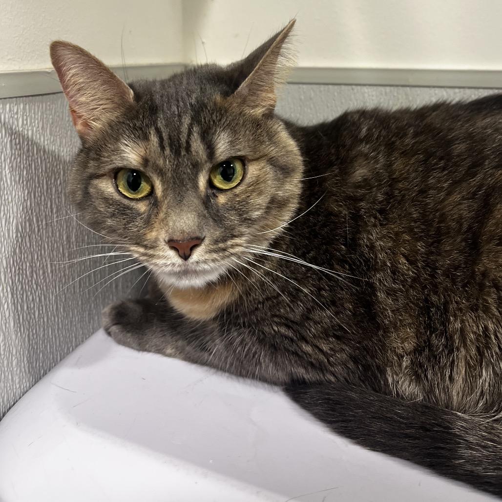 Enlarge Nala 2, a Adoptable mixed breed in Tampa, FL image 4/4