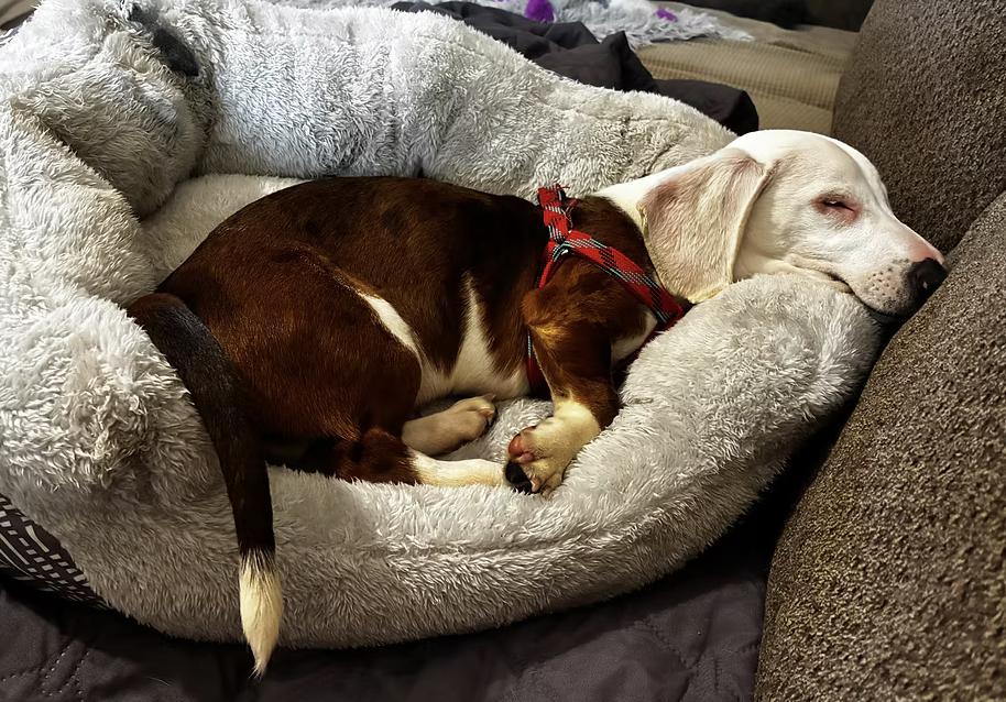 Stevie Ray (DM), Adoptable, Young Male Dachshund.