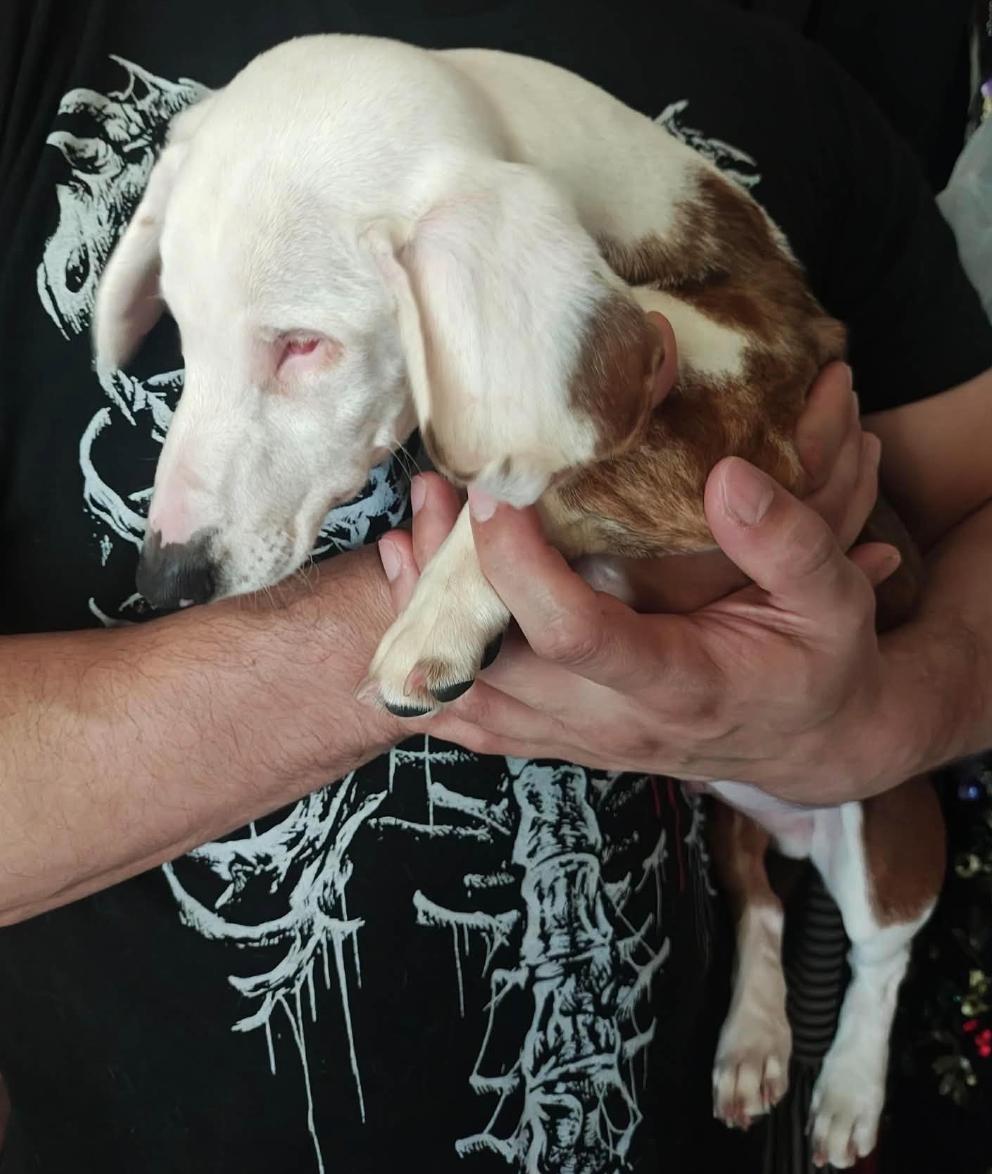 Stevie Ray (DM), a Adoptable Dachshund in Arlington, TX image 2/4