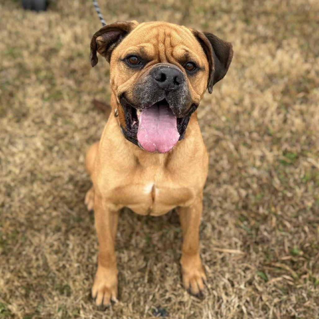 Borris, Adoptable, Senior Male Mixed Breed.