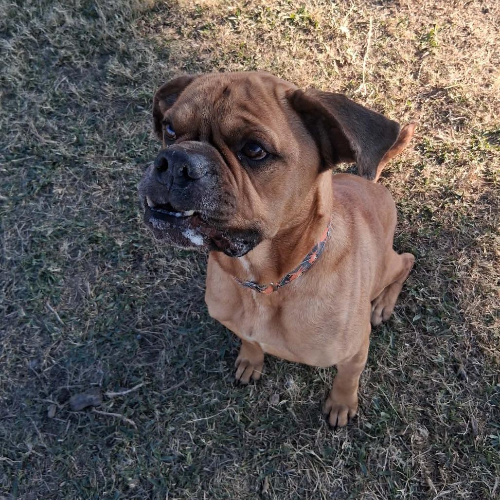 Borris, a Adoptable Mixed Breed in Dickinson, TX image 2/6