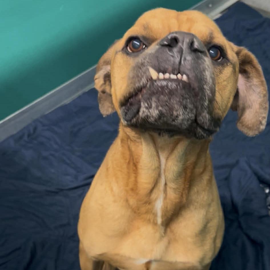 Borris, a Adoptable Mixed Breed in Dickinson, TX image 3/6