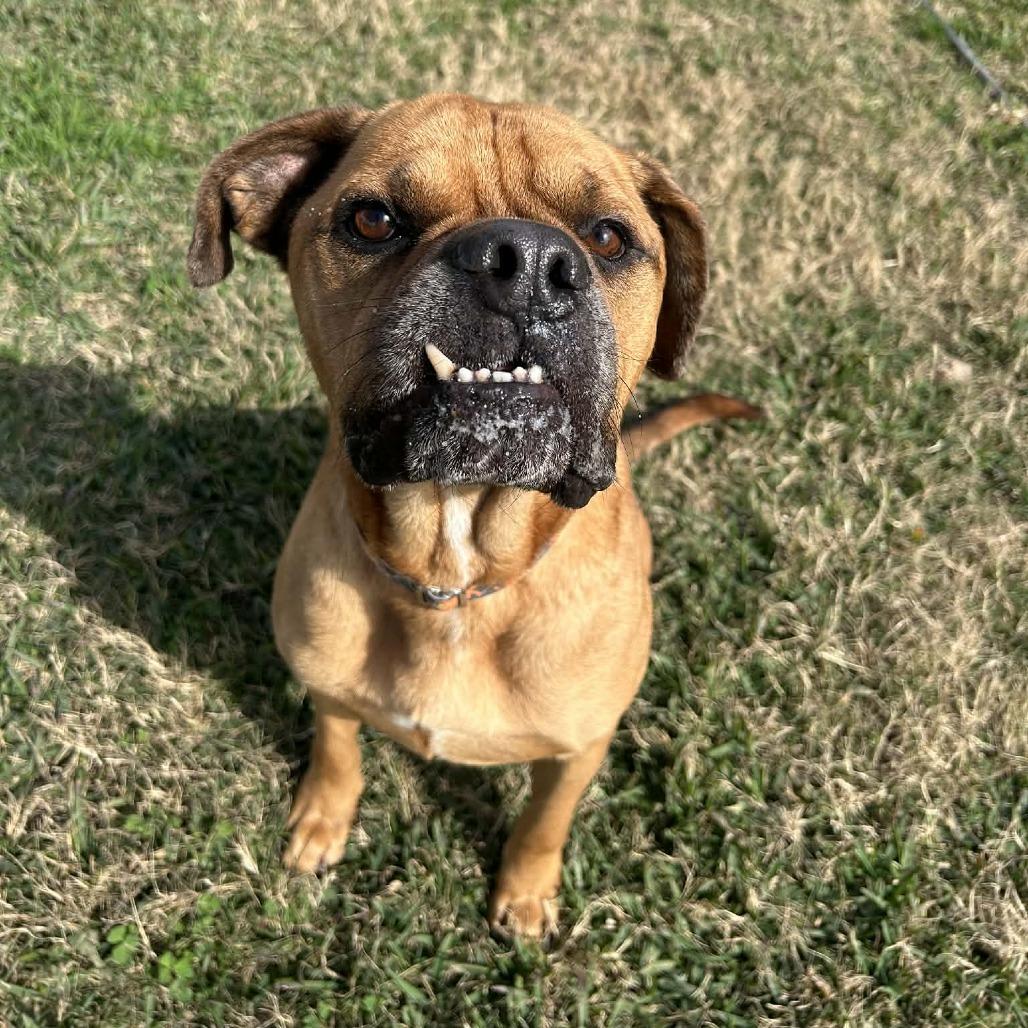 Borris, a Adoptable Mixed Breed in Dickinson, TX image 5/6