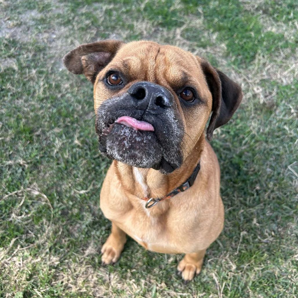 Borris, a Adoptable Mixed Breed in Dickinson, TX image 6/6