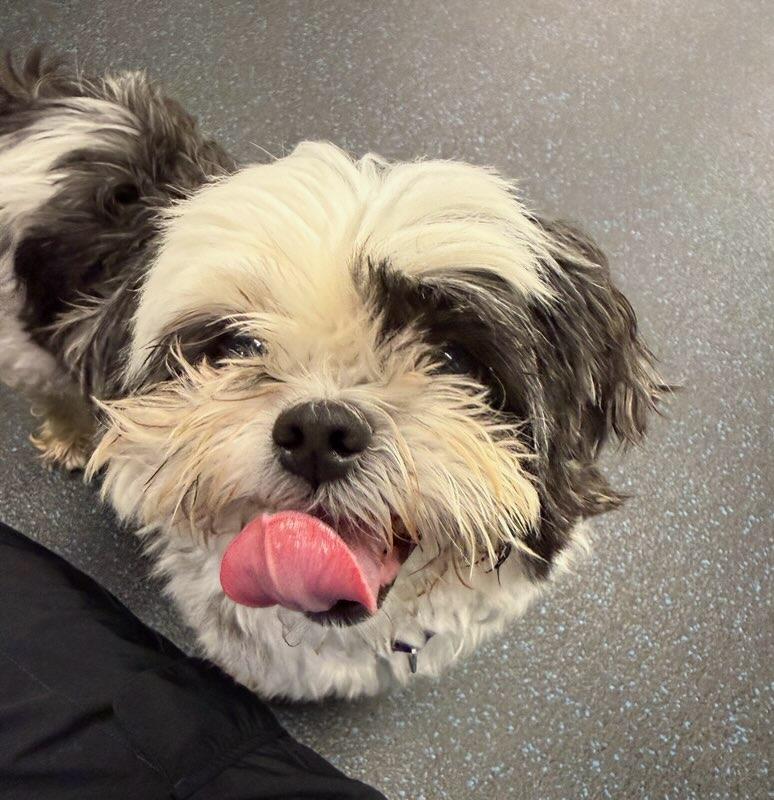 Enlarge Sylvie (In Foster), a Adopted Shih Tzu in Watertown, WI image 3/4