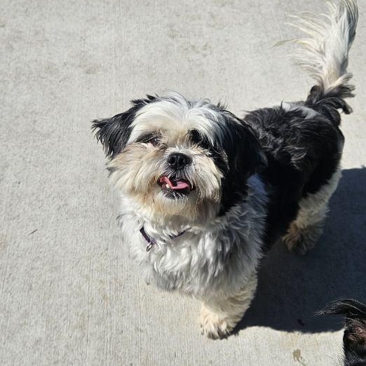 Enlarge Sylvie (In Foster), a Adopted Shih Tzu in Watertown, WI image 1/4