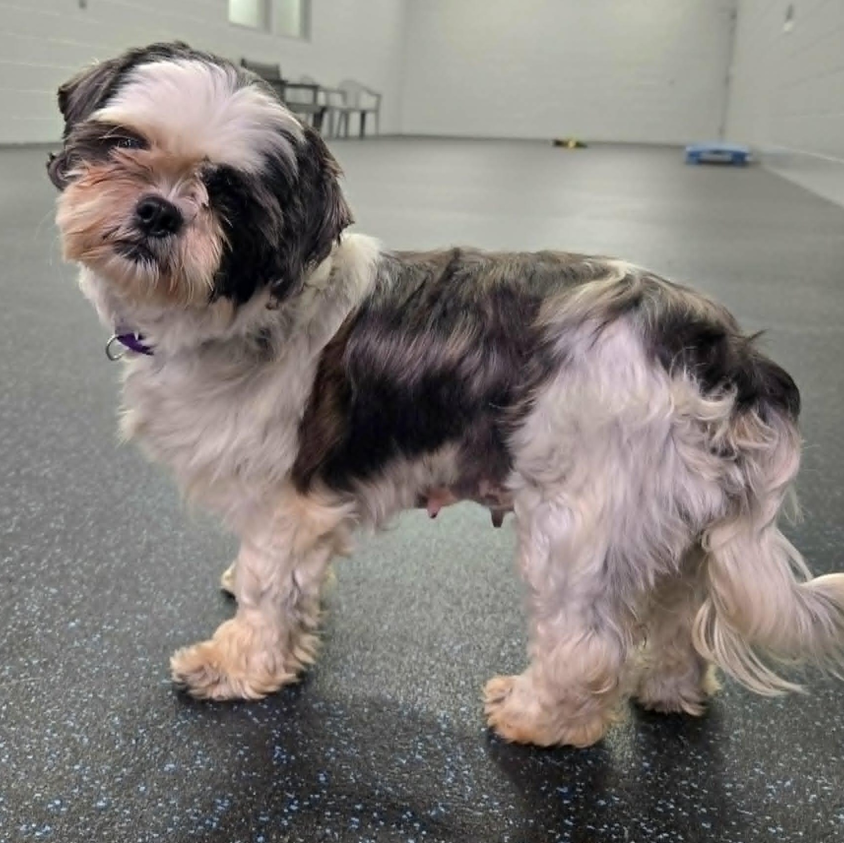 Sylvie, adoptable, Adult Female Shih Tzu.