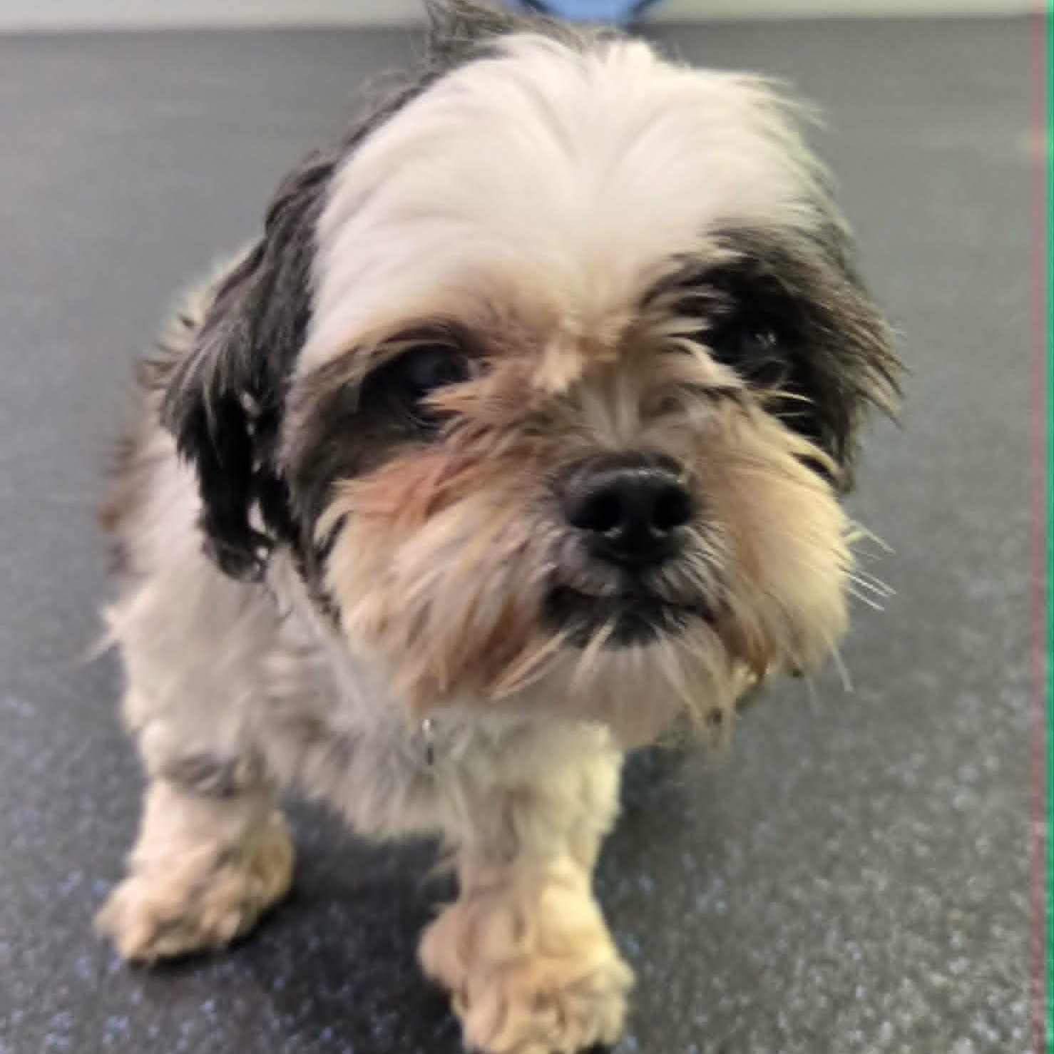 Enlarge Sylvie, an adoptable Shih Tzu in Watertown, WI image 2/2