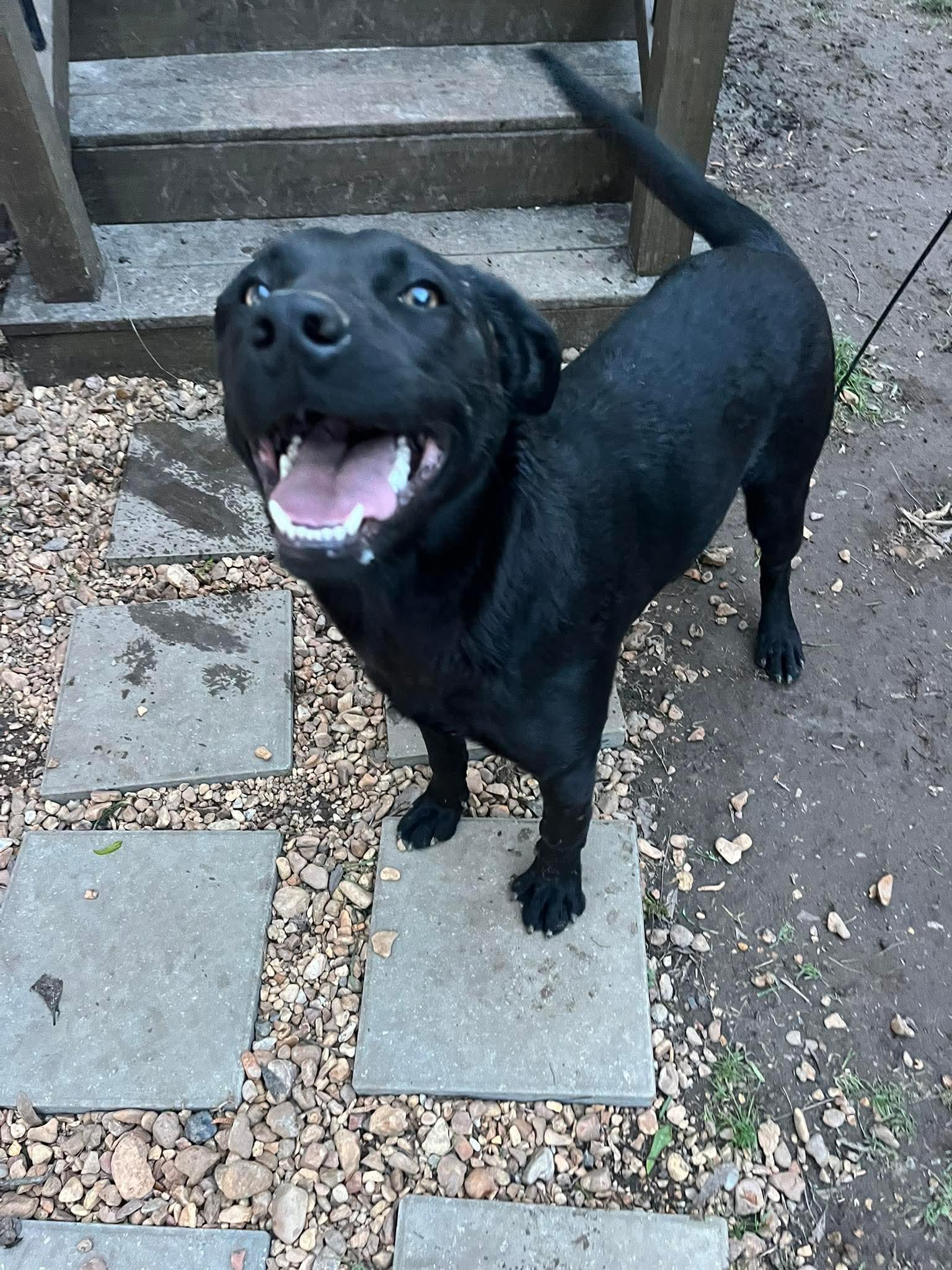 Enlarge Luna, a ADOPTABLE mixed breed in Eatontown, NJ image 3/4