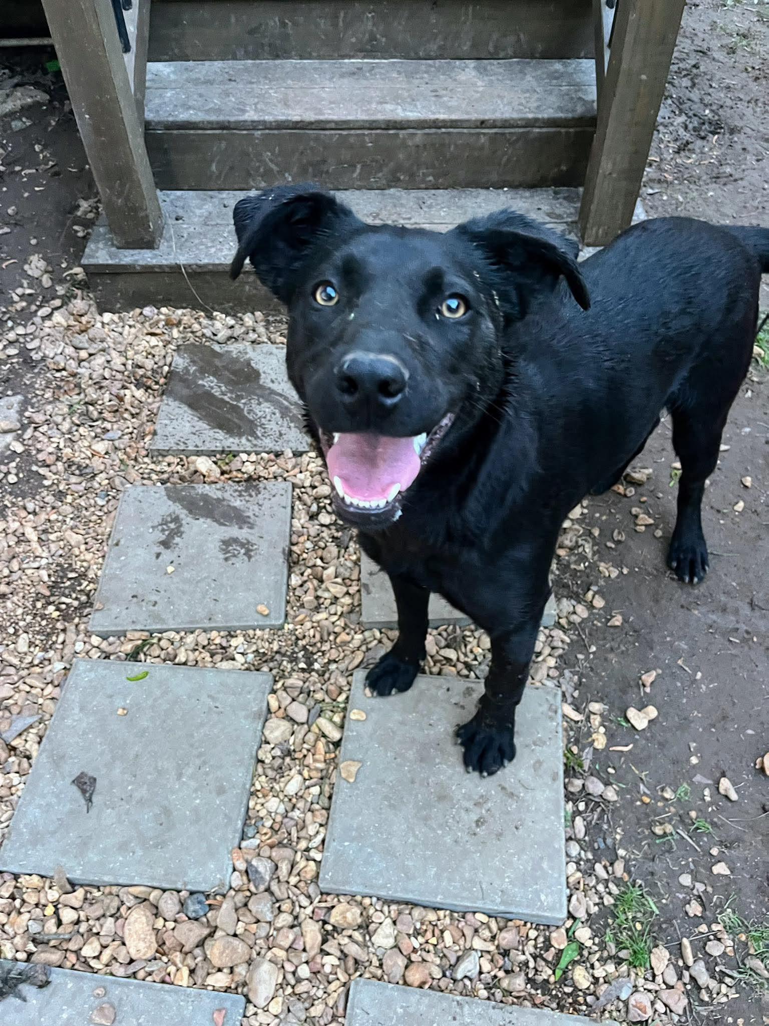 Luna, ADOPTABLE, Puppy Female Labrador Retriever.