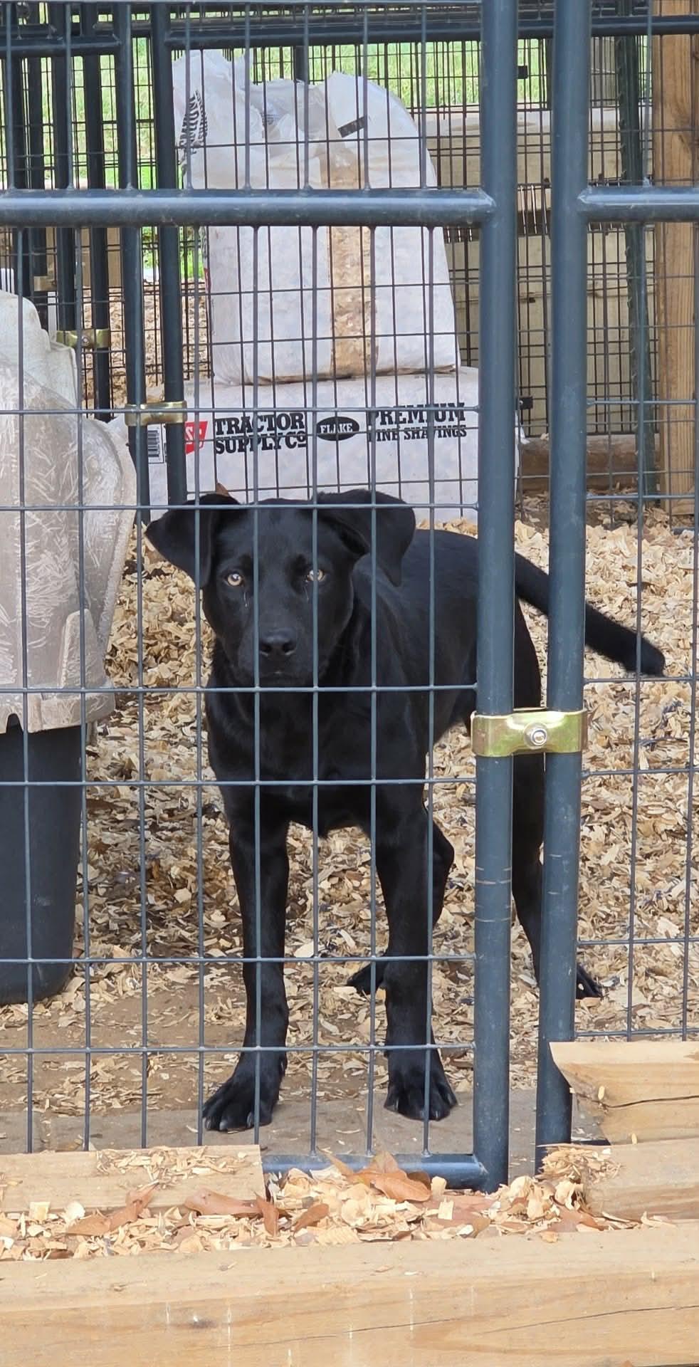 Enlarge Luna, a ADOPTABLE mixed breed in Eatontown, NJ image 2/4