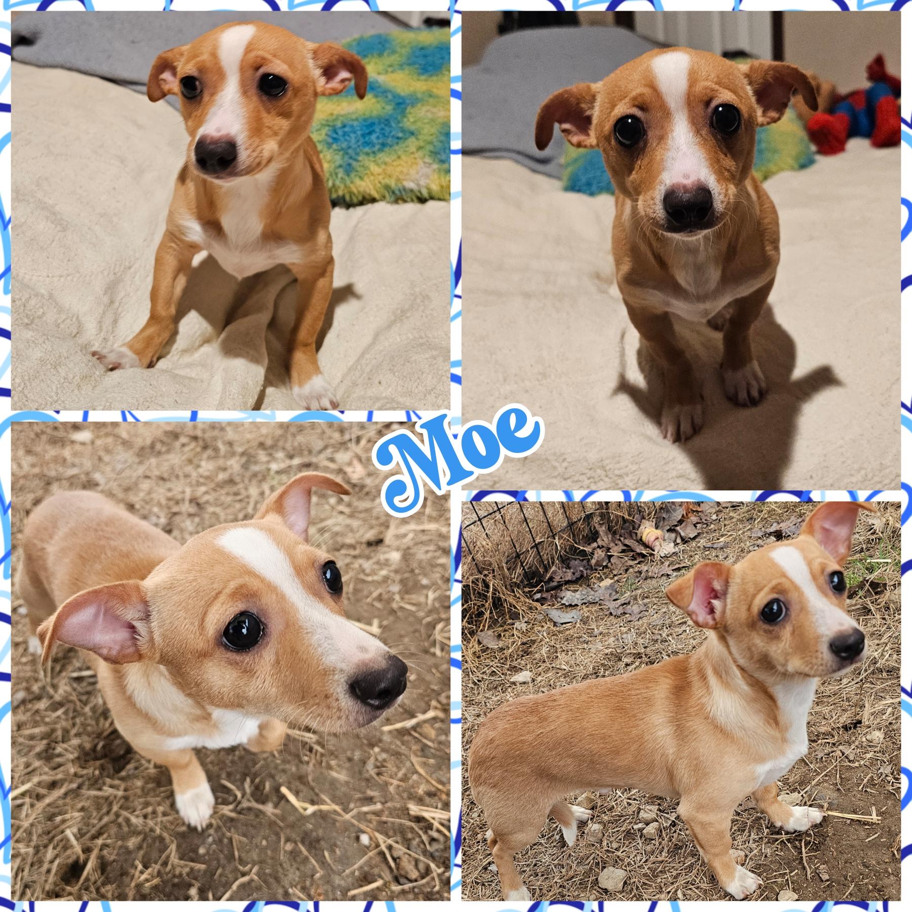 Moe, adopted, Young Male Dachshund & Chihuahua.