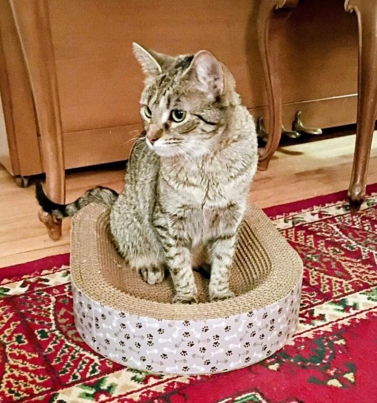 Lucy, Adoptable, Adult Female Domestic Short Hair.