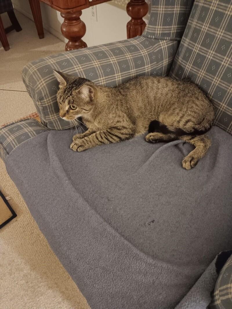 Lucy, Adoptable, Adult Female Domestic Short Hair.