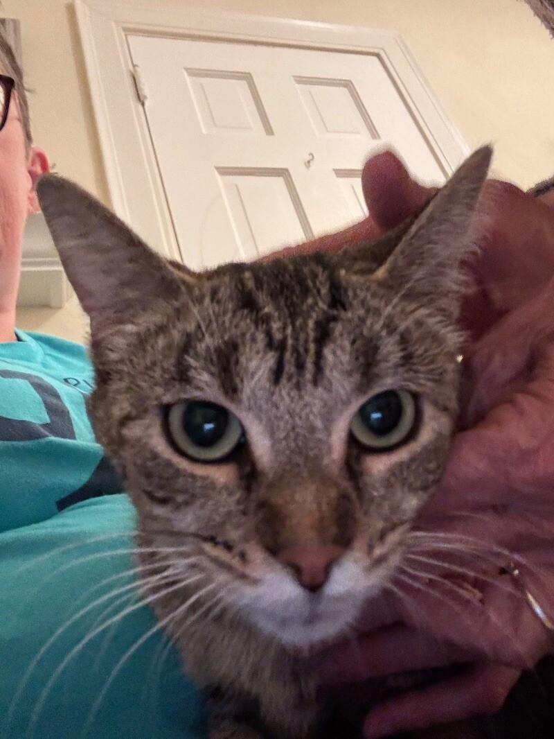 Enlarge Lucy, a Adoptable Domestic Short Hair in Grand Rapids, MI image 2/3