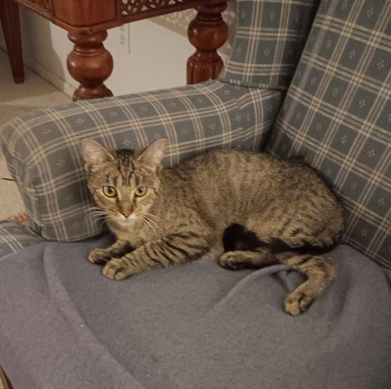 Enlarge Lucy, a Adoptable Domestic Short Hair in Grand Rapids, MI image 3/3