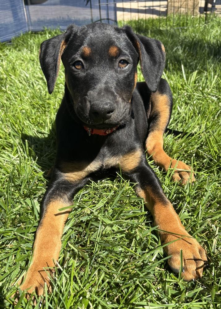 Lucy, Adoptable, Puppy Female Doberman Pinscher & Rottweiler.