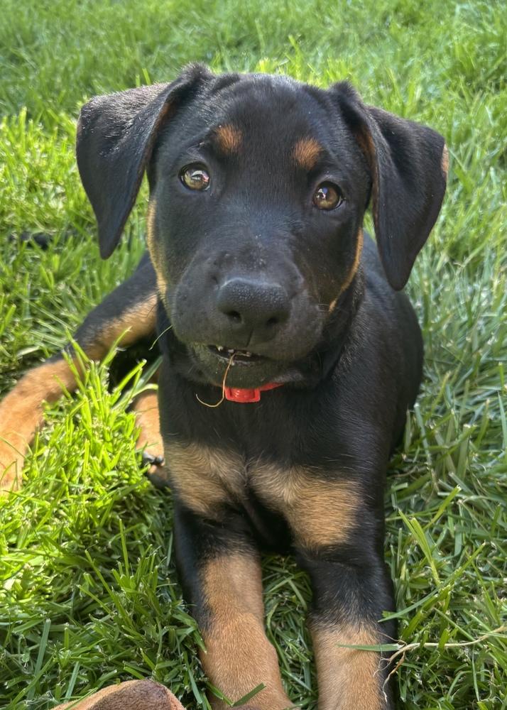 Enlarge Lucy, a Adoptable mixed breed in Pleasant Hill, CA image 2/6
