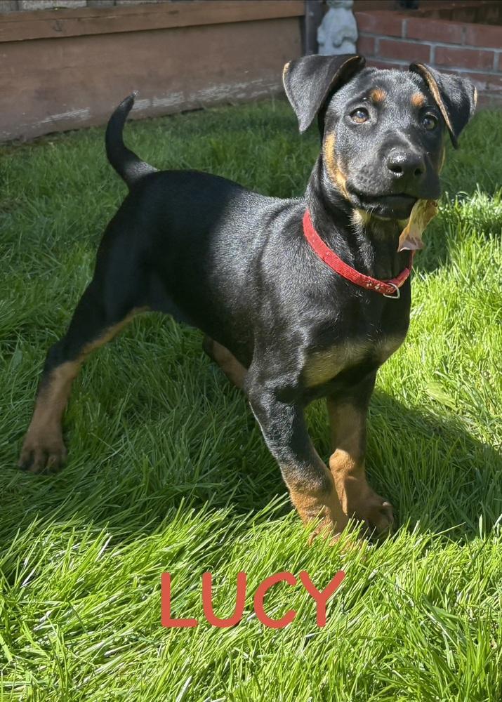 Enlarge Lucy, a Adoptable mixed breed in Pleasant Hill, CA image 3/6