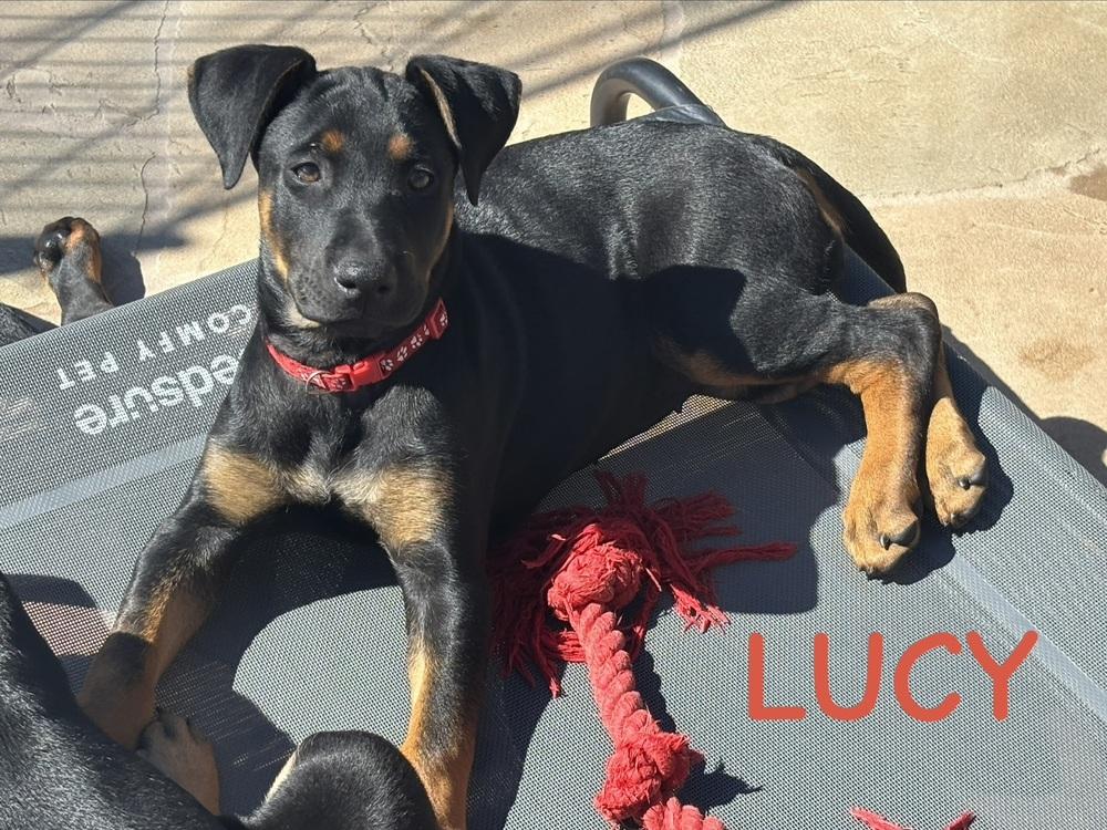 Enlarge Lucy, a Adoptable mixed breed in Pleasant Hill, CA image 4/6