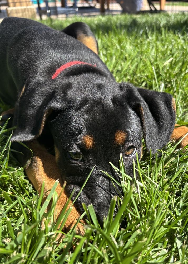 Enlarge Lucy, a Adoptable mixed breed in Pleasant Hill, CA image 5/6