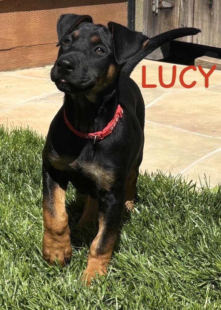 Enlarge Lucy, a Adoptable mixed breed in Pleasant Hill, CA image 6/6