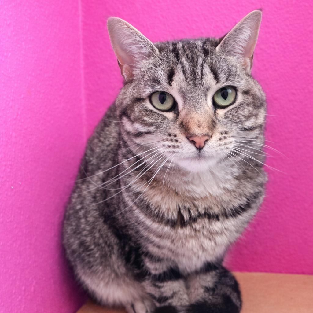 Gracie, Adoptable, Adult Female Domestic Short Hair.