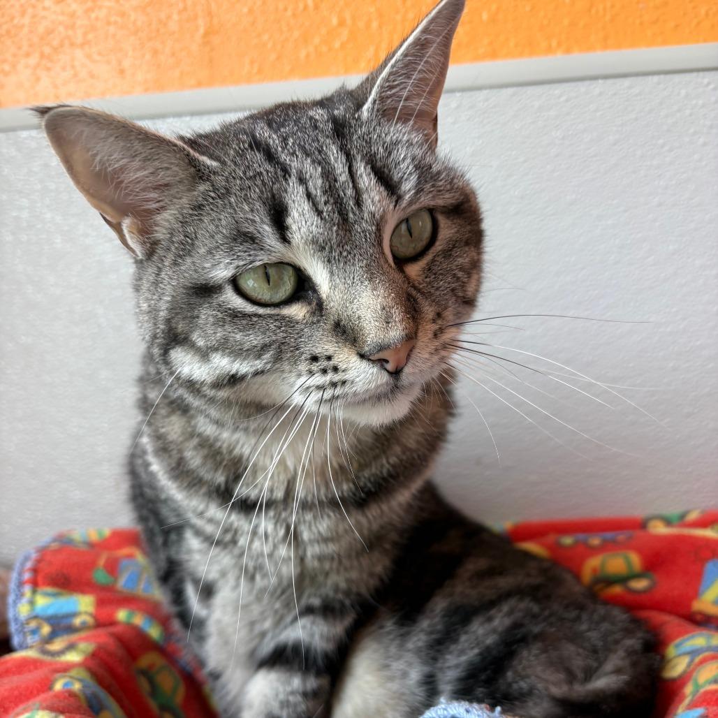 Enlarge Gracie, a Adoptable Domestic Short Hair in West Des Moines, IA image 2/4