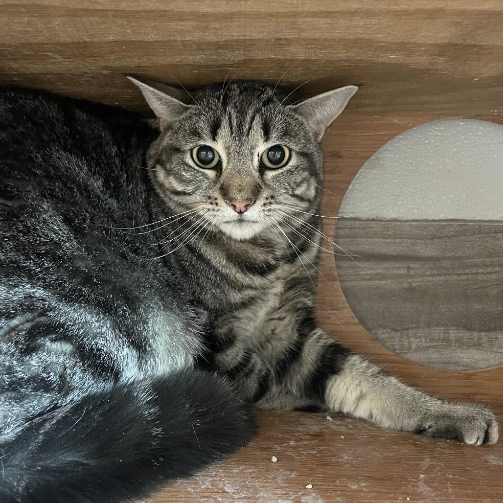 Enlarge Gracie, a Adoptable Domestic Short Hair in West Des Moines, IA image 3/4