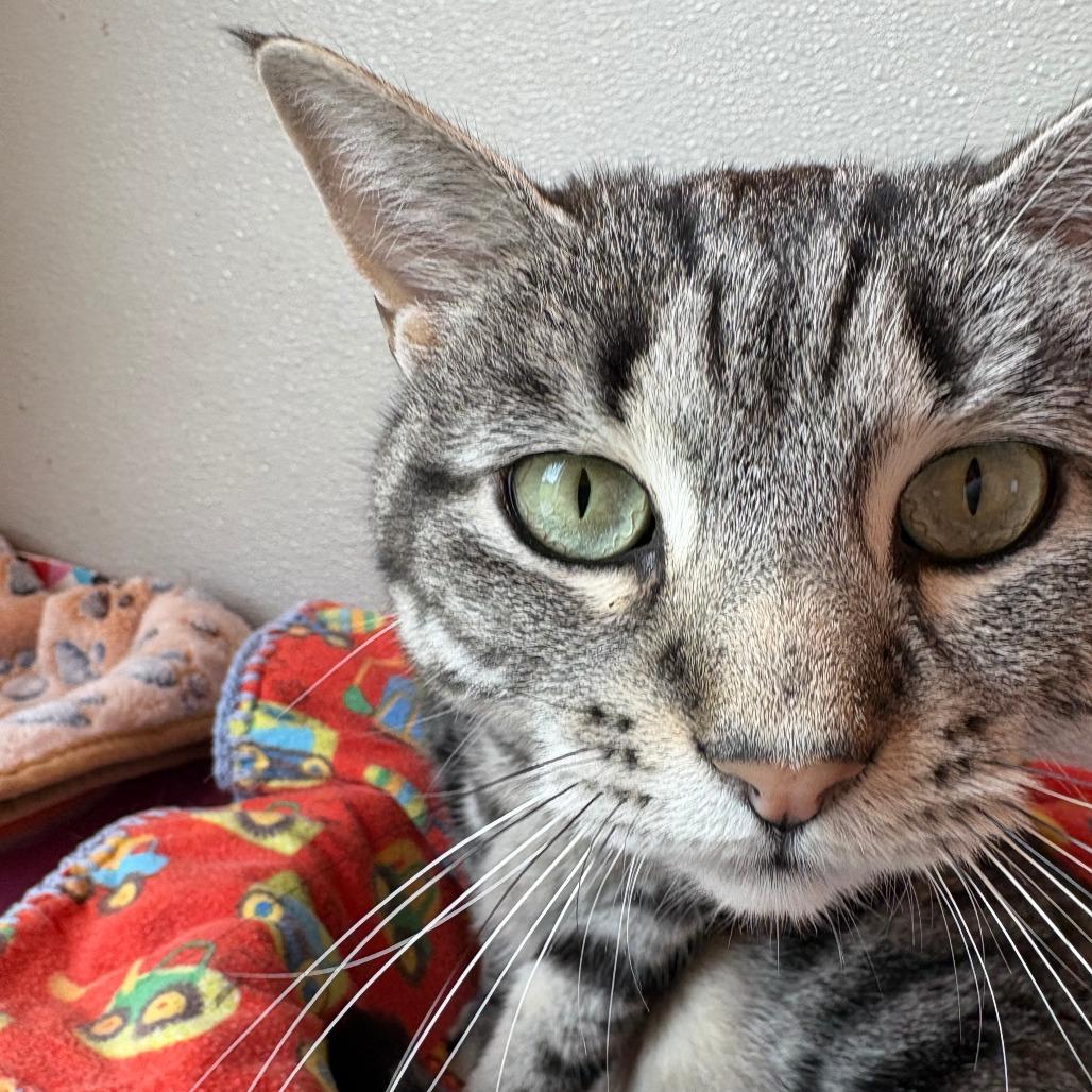 Enlarge Gracie, a Adoptable Domestic Short Hair in West Des Moines, IA image 4/4