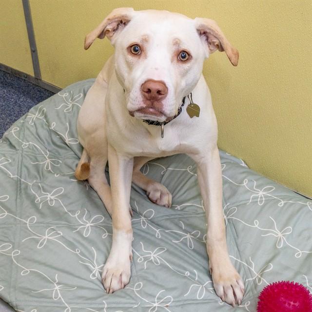 KOBA, Adoptable, Young Male Labrador Retriever & Pit Bull Terrier.