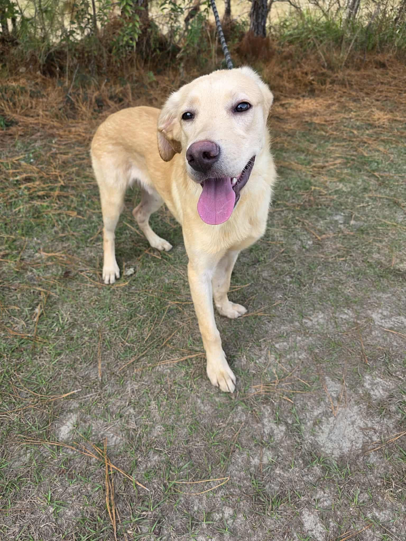 Enlarge Razz, a Adoptable mixed breed in Albion, MI image 2/6