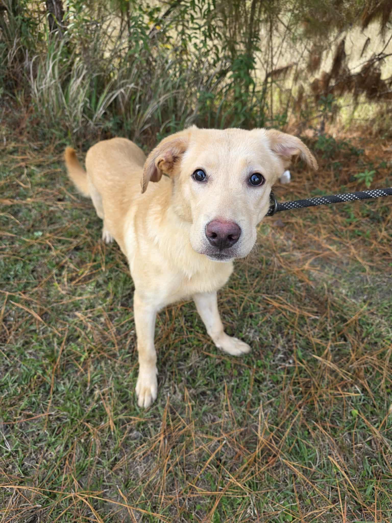 Enlarge Razz, a Adoptable mixed breed in Albion, MI image 6/6