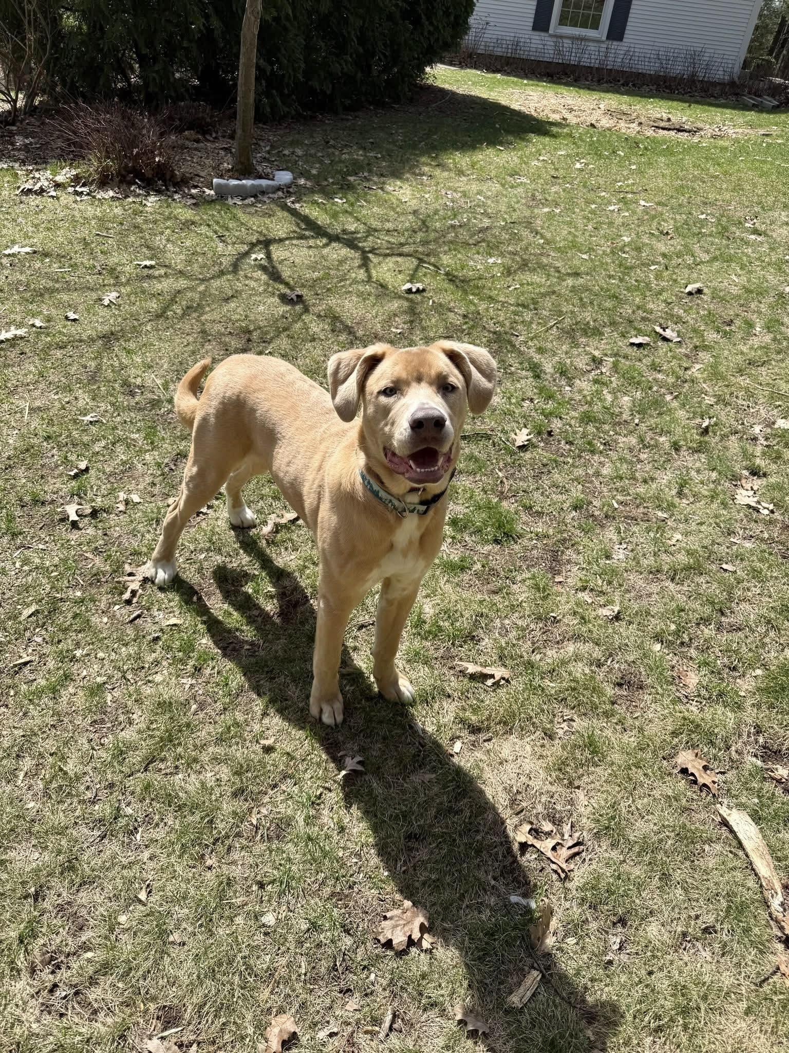 Enlarge Klaus, a ADOPTABLE mixed breed in Traverse City, MI image 1/1