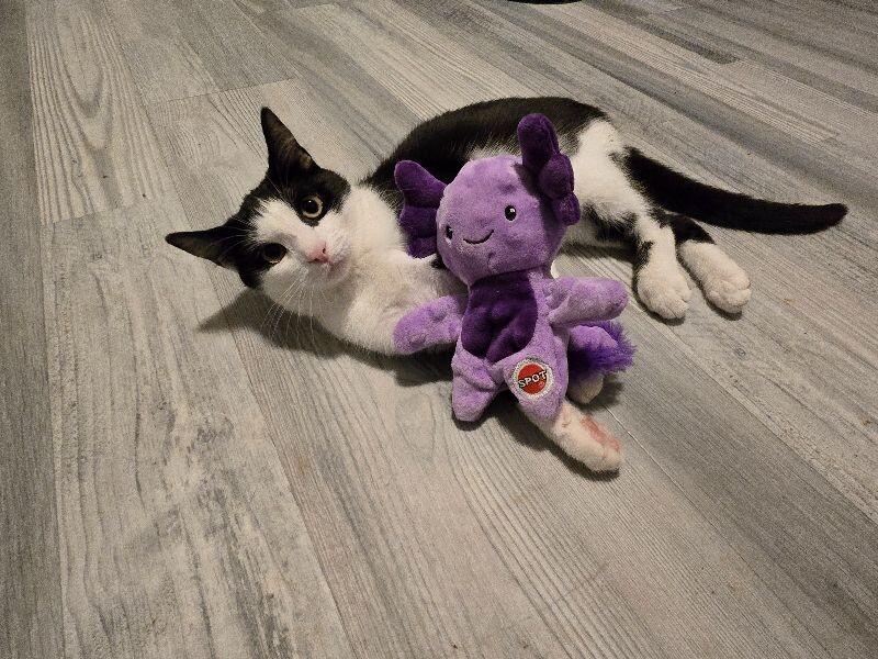 Opal, Adoptable, Young Female Domestic Short Hair.