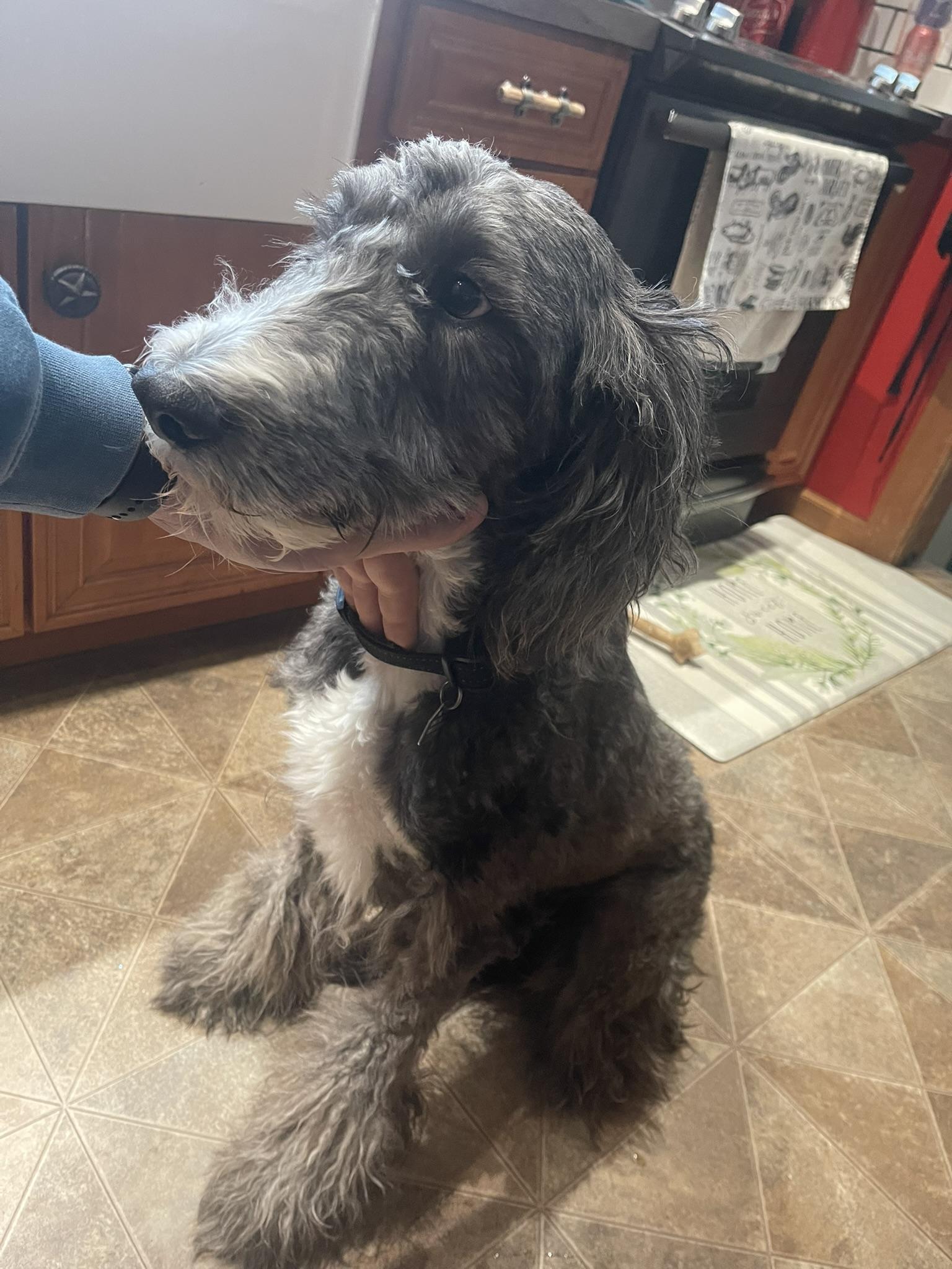 Enlarge Tuxedo, a ADOPTABLE mixed breed in Lincoln, MA image 2/2