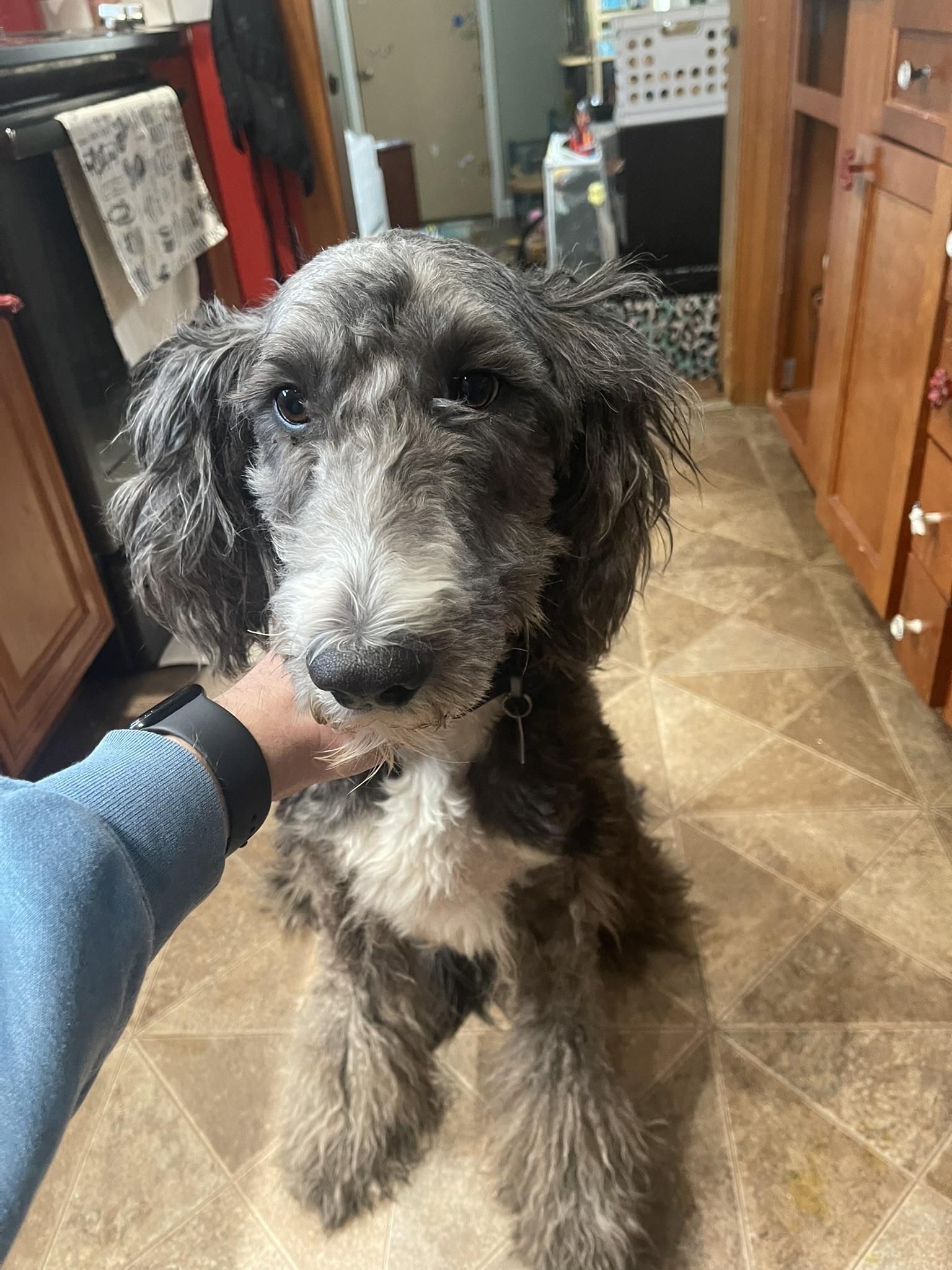 Tuxedo, ADOPTABLE, Adult Male Old English Sheepdog & Poodle.