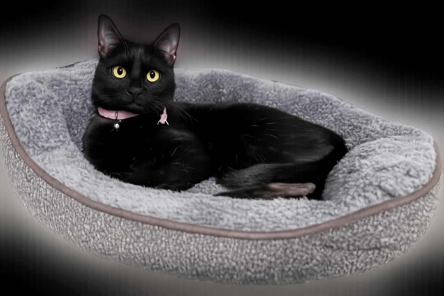 Enlarge Luna, a Adoptable Domestic Short Hair in Mount Sterling, KY image 6/6