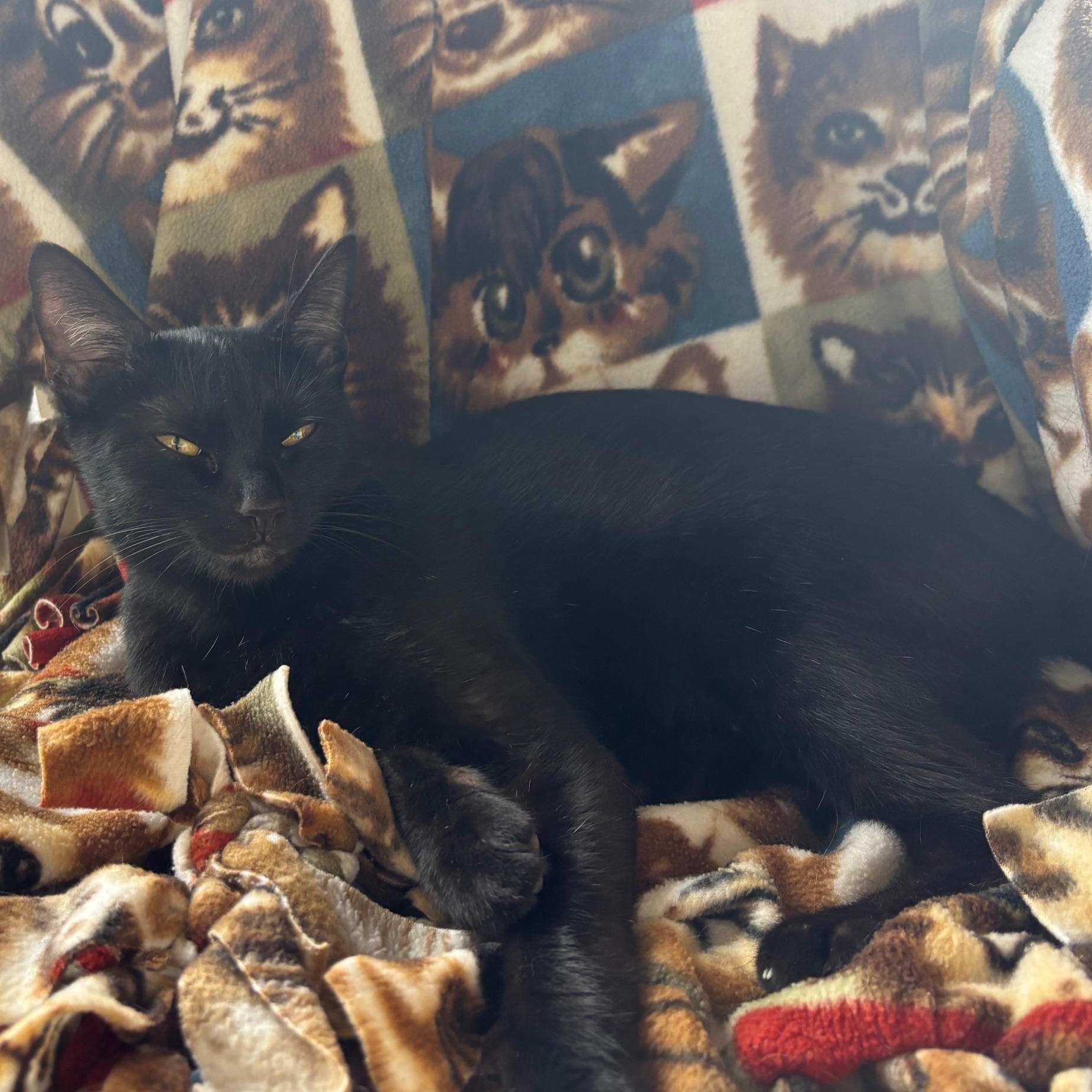 Enlarge Luna, a Adoptable Domestic Short Hair in Mount Sterling, KY image 1/2