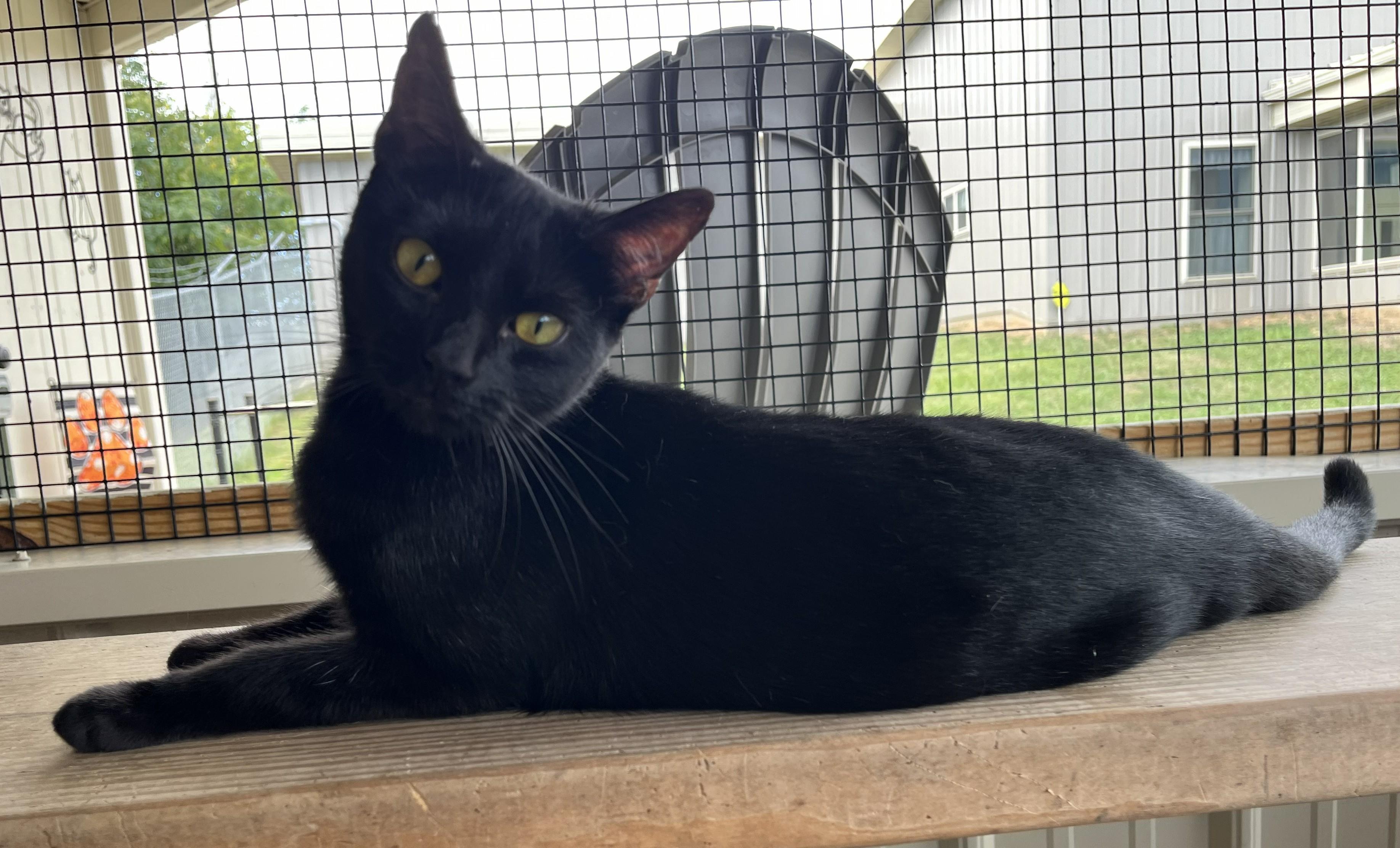 Enlarge Luna, a Adoptable Domestic Short Hair in Mount Sterling, KY image 3/6