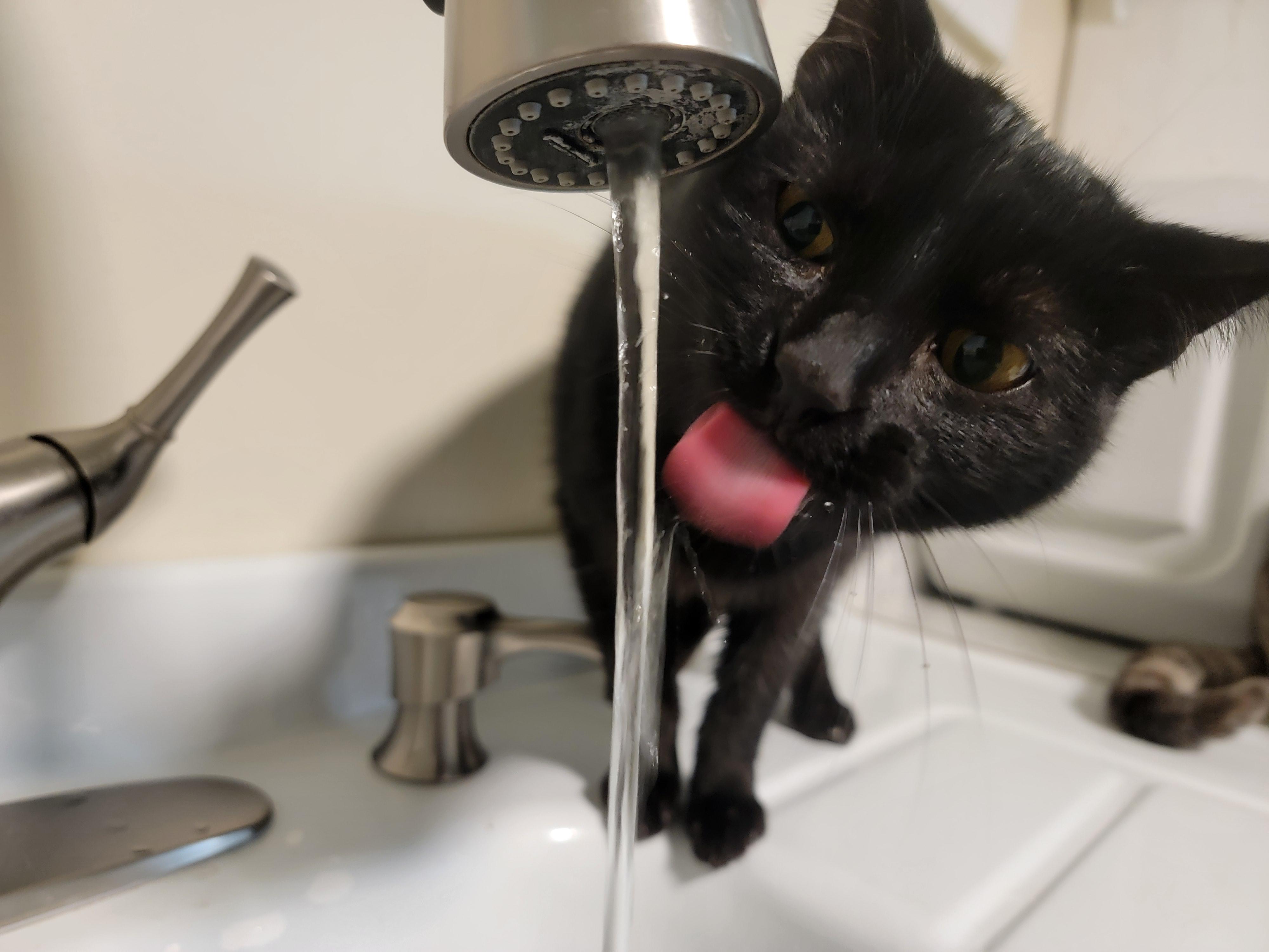 Enlarge Luna, a Adoptable Domestic Short Hair in Mount Sterling, KY image 2/6