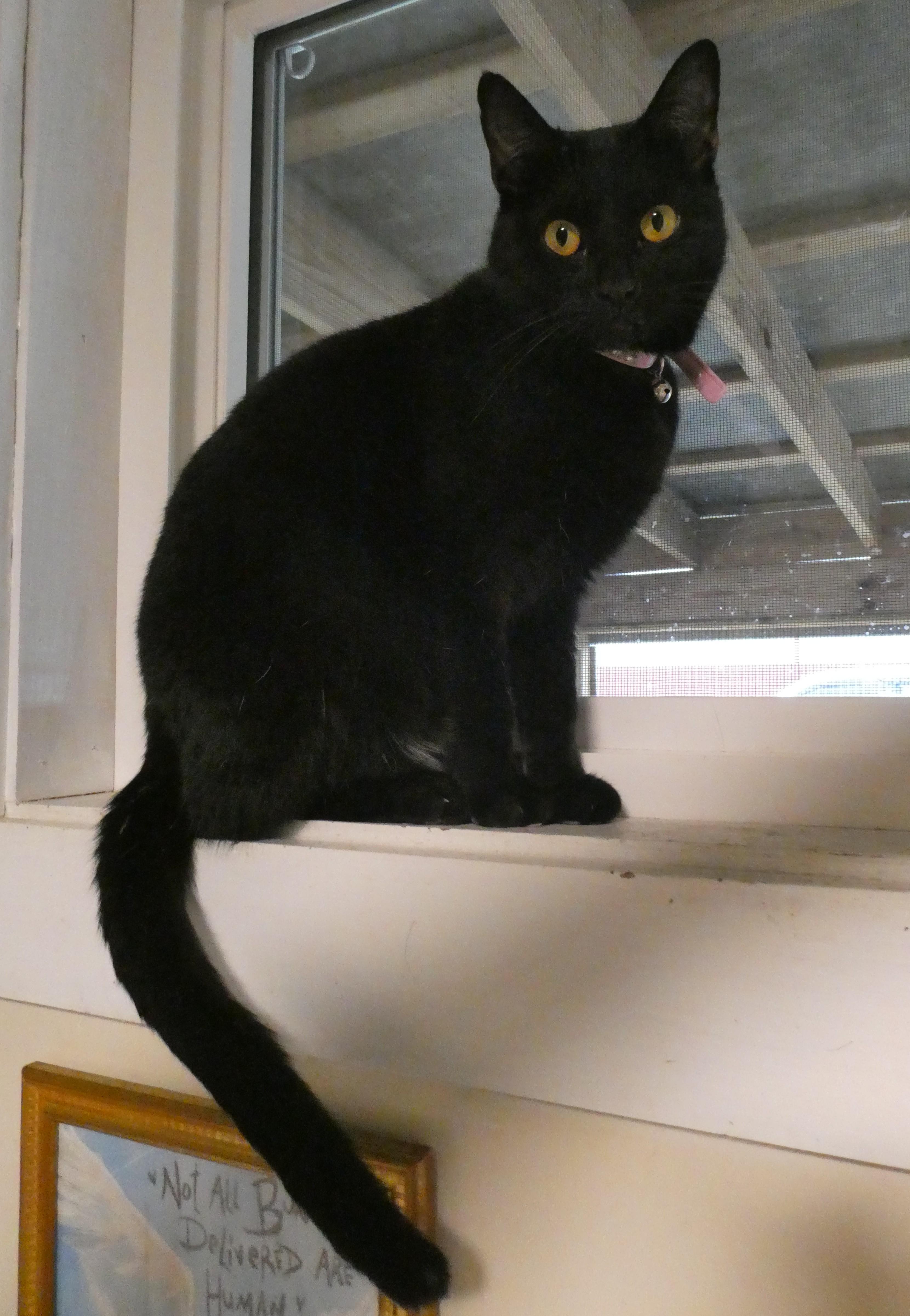 Enlarge Luna, a Adoptable Domestic Short Hair in Mount Sterling, KY image 1/6