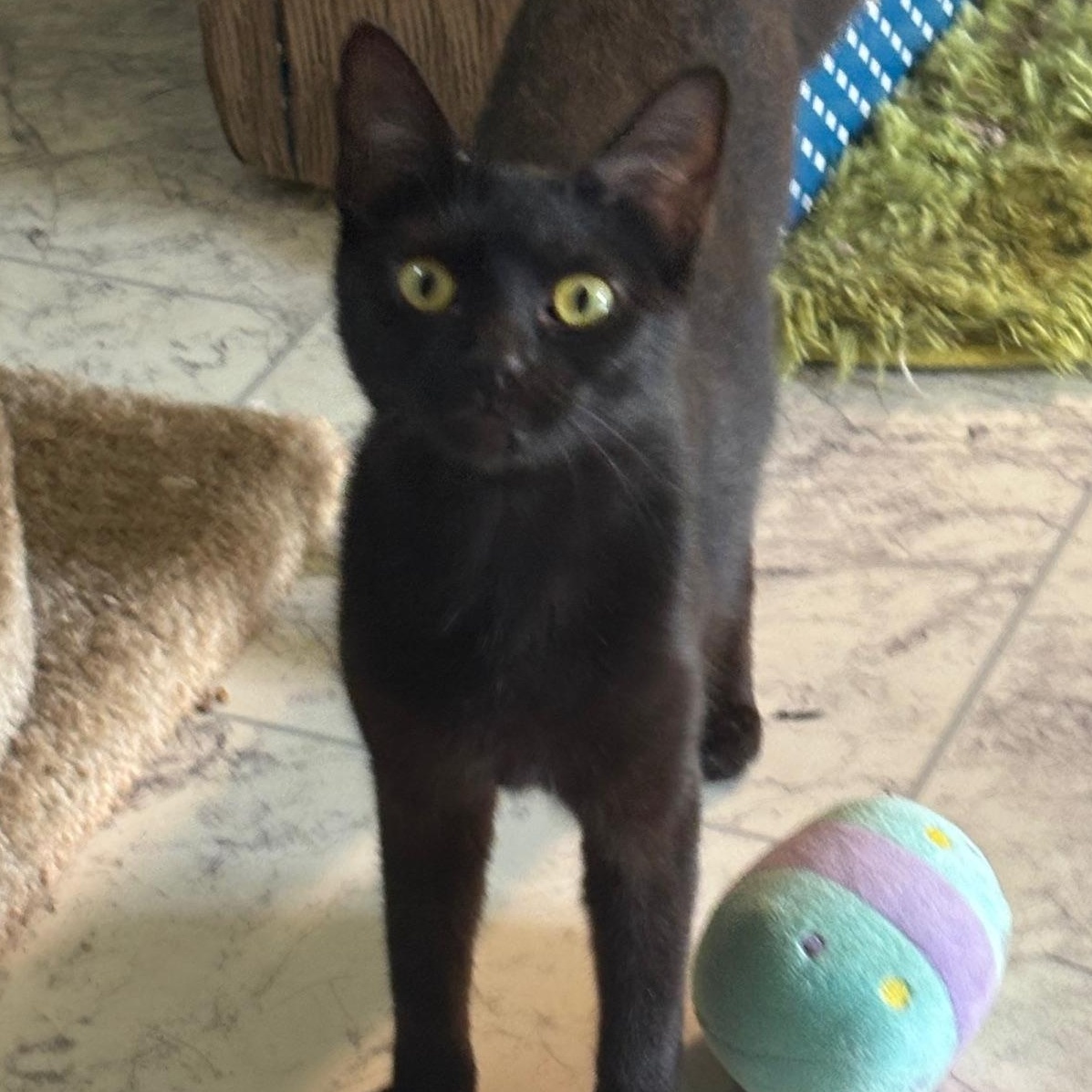 Enlarge Luna, a Adoptable Domestic Short Hair in Mount Sterling, KY image 2/2