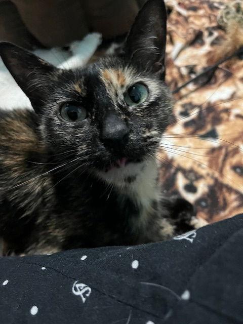 Amber, Adoptable, Adult Female Tortoiseshell.