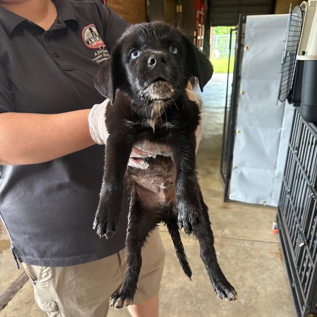 Enlarge Gomez, an adopted Labrador Retriever in Birmingham, AL image 1/1