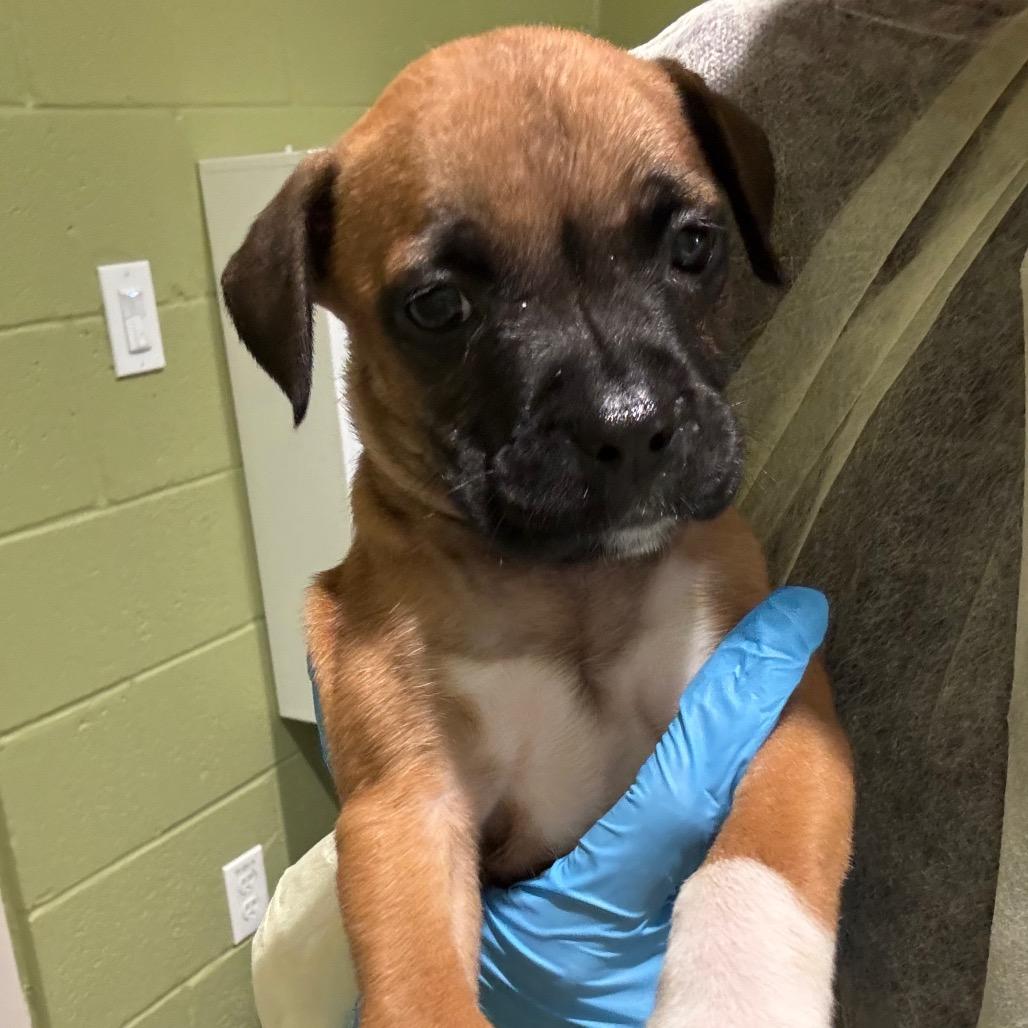 Enlarge Nugget, a Adoptable Mixed Breed in Englewood, FL image 1/1