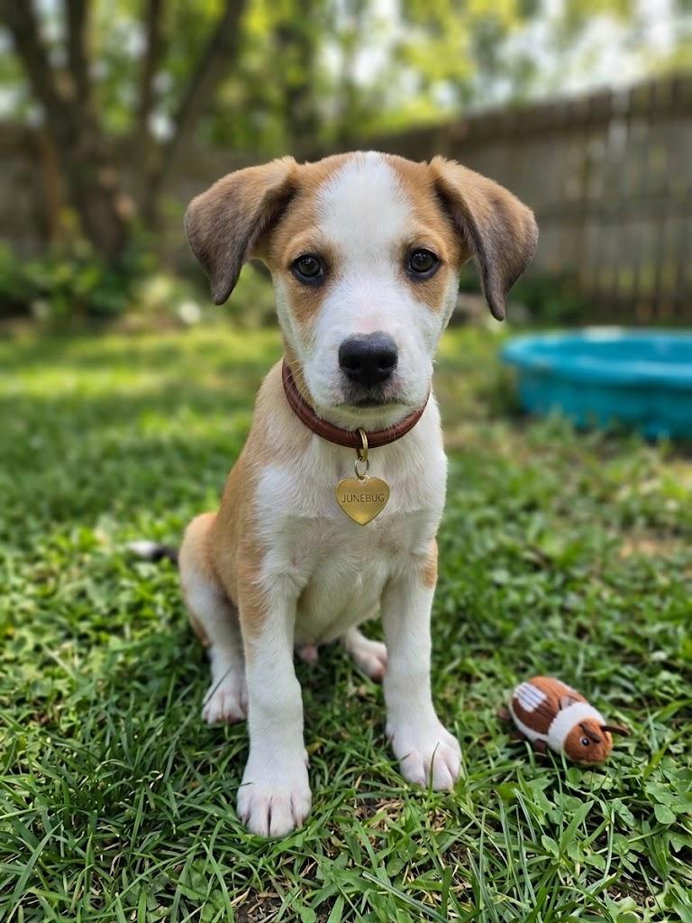 JUNEBUG, ADOPTABLE, Puppy Female Beagle & Mixed Breed.