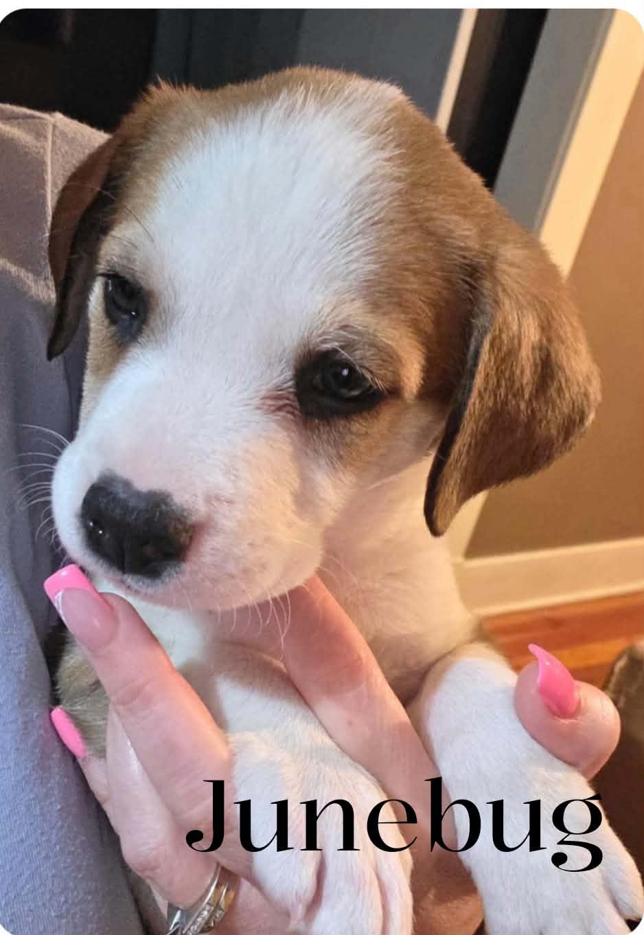 Enlarge JUNEBUG, a ADOPTABLE mixed breed in Lincoln, NE image 2/6