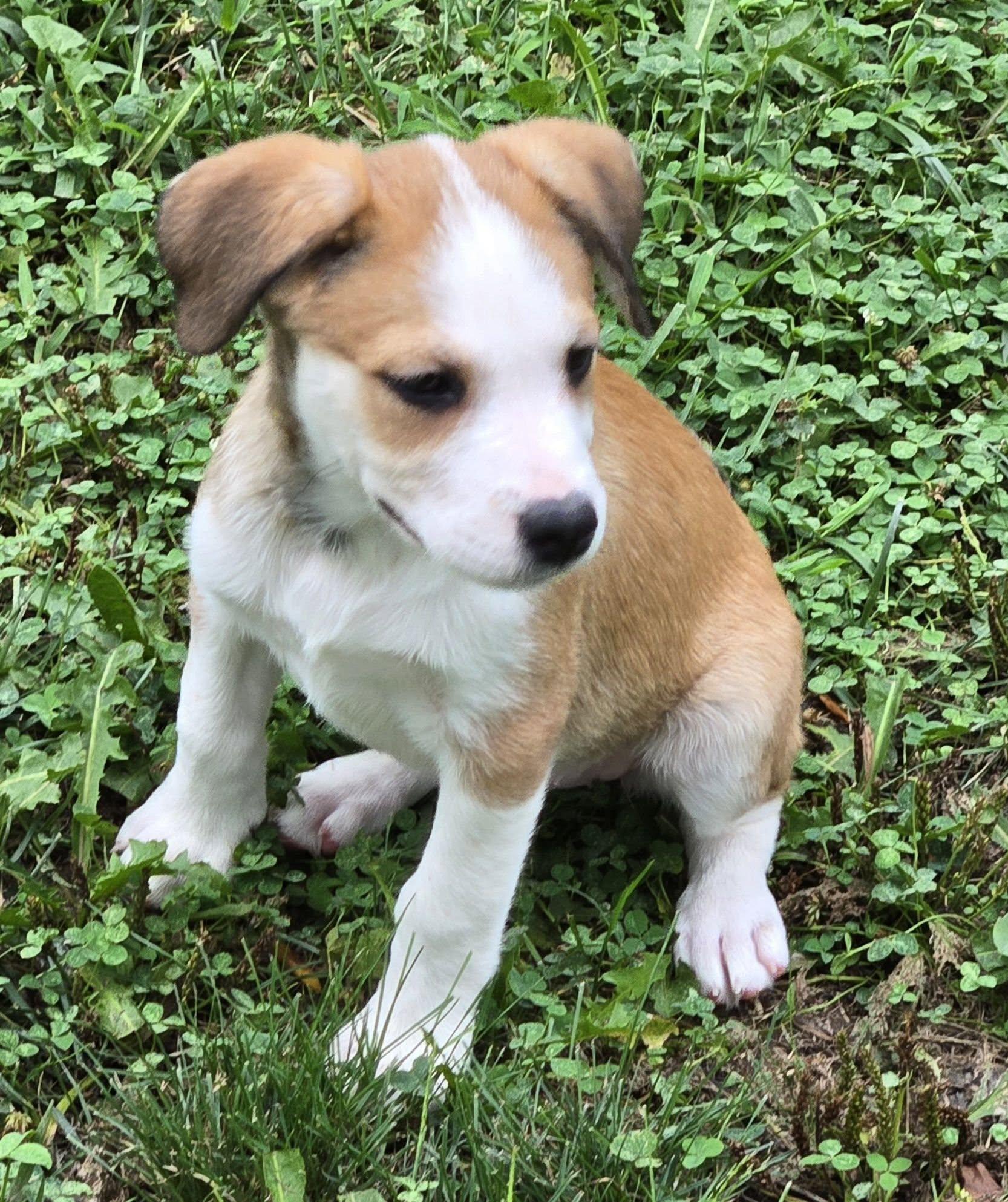 Enlarge JUNEBUG, a ADOPTABLE mixed breed in Lincoln, NE image 3/6